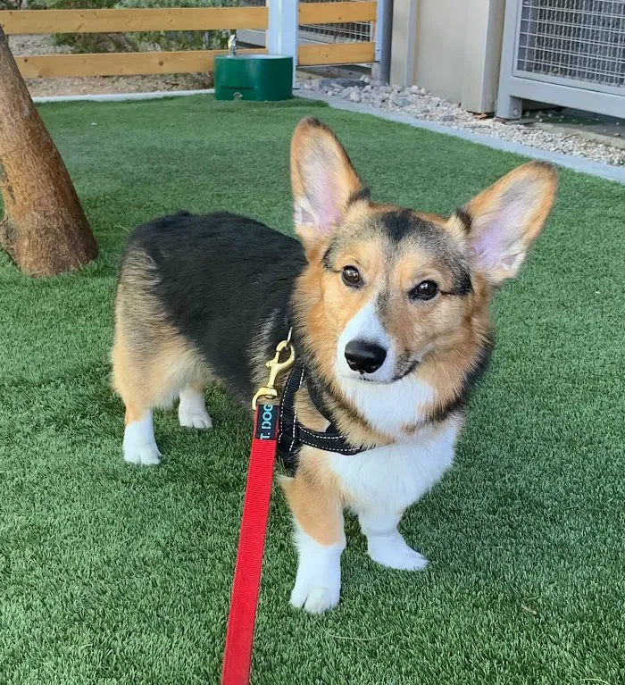 Scottsdale Ranch Animal Hospital 2