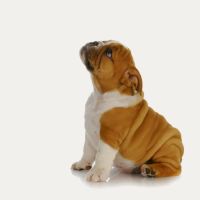 Scottsdale Ranch Animal Hospital ico