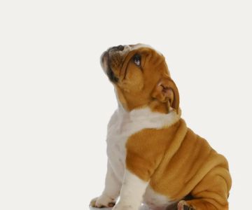 Scottsdale Ranch Animal Hospital