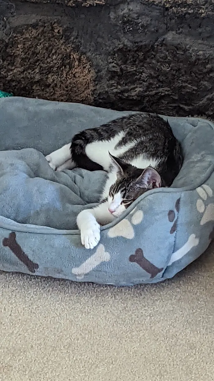 Scottsdale Ranch Animal Hospital 9