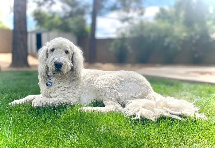 Thrive Pet Healthcare Specialists North Scottsdale 3