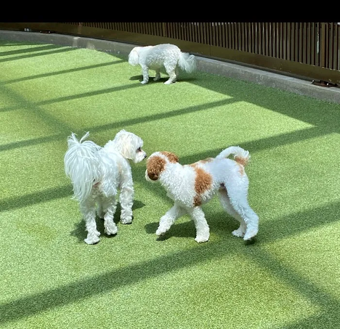 Thrive Pet Healthcare Specialists North Scottsdale 7