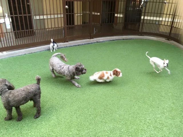 Thrive Pet Healthcare Specialists North Scottsdale 5