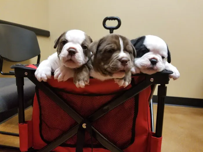 Squaw Peak Animal Hospital 3