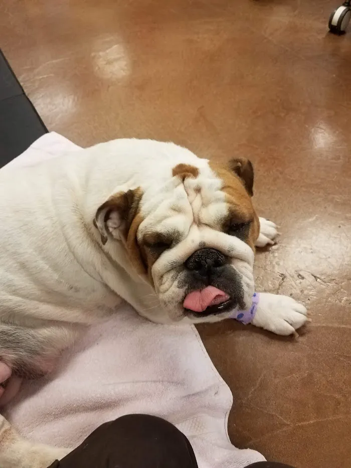 Squaw Peak Animal Hospital 5