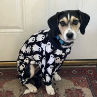 Livewell Animal Hospital at The Parks ico