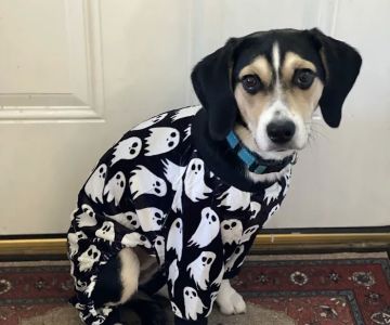Livewell Animal Hospital at The Parks