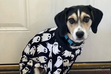 Livewell Animal Hospital at The Parks