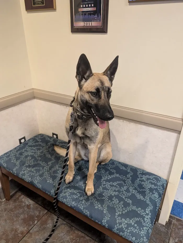 Caring Hands Animal Hospital - Arlington 3