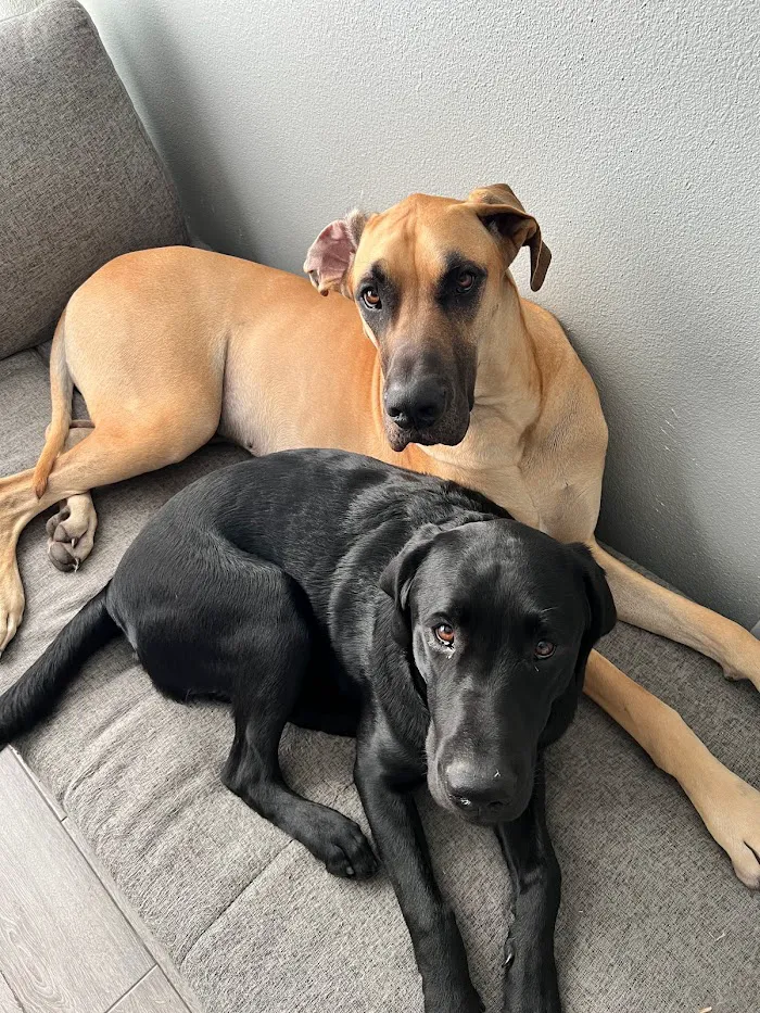 Rocky Gorge Animal Hospital, Resort & Spa 12