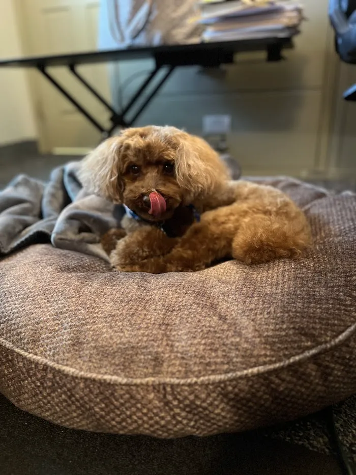 Rocky Gorge Animal Hospital, Resort & Spa 12