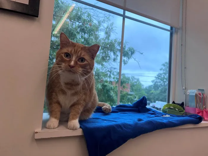 NOVA Cat Clinic 2