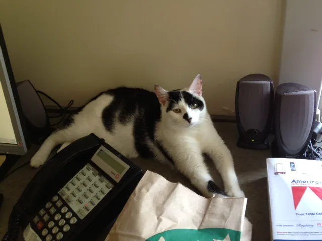 NOVA Cat Clinic 3