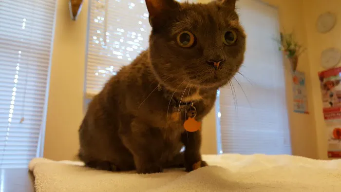NOVA Cat Clinic 5