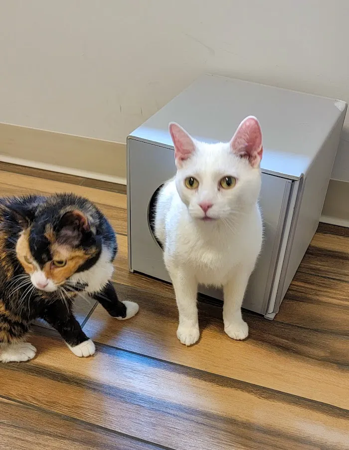 NOVA Cat Clinic 8