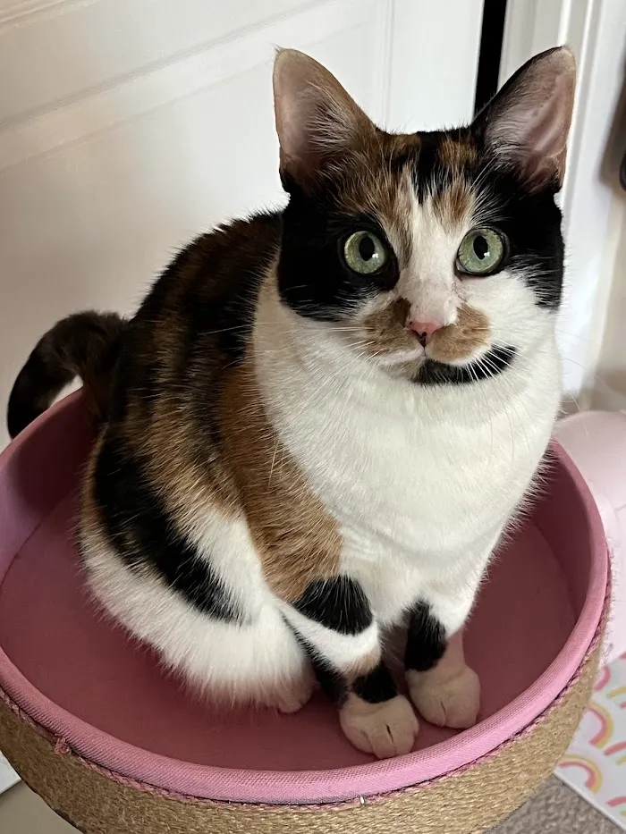 NOVA Cat Clinic 9