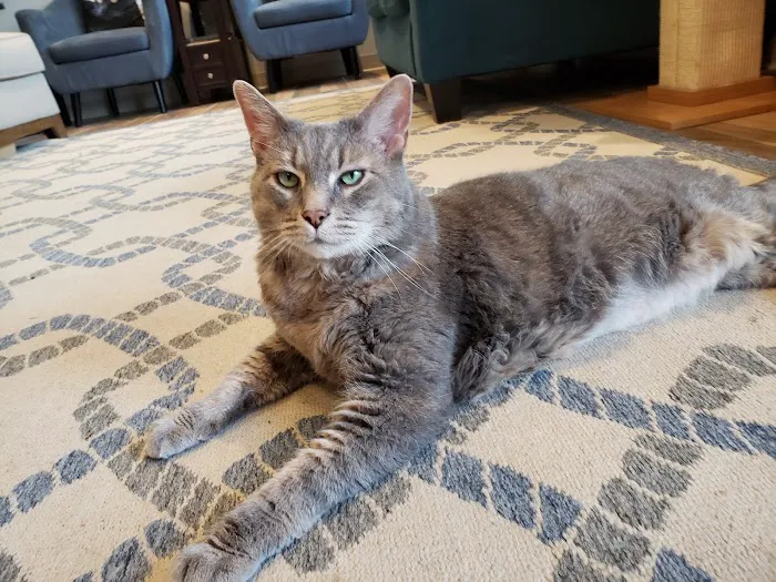 NOVA Cat Clinic 7