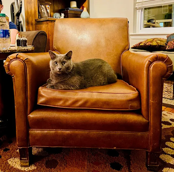 NOVA Cat Clinic 6