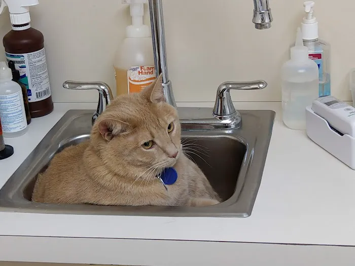 Ballston Animal Hospital 2