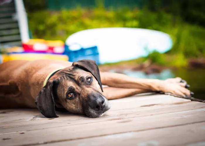 Ballston Animal Hospital 1