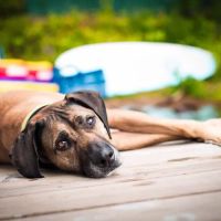 Ballston Animal Hospital ico