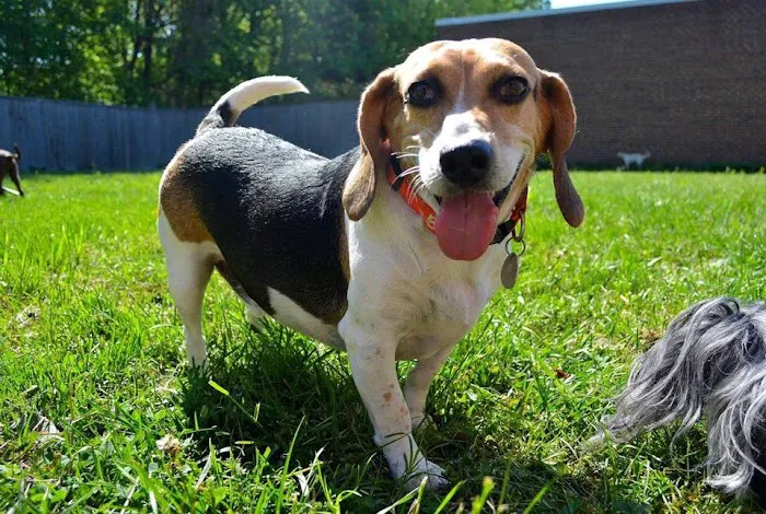 Ballston Animal Hospital 6