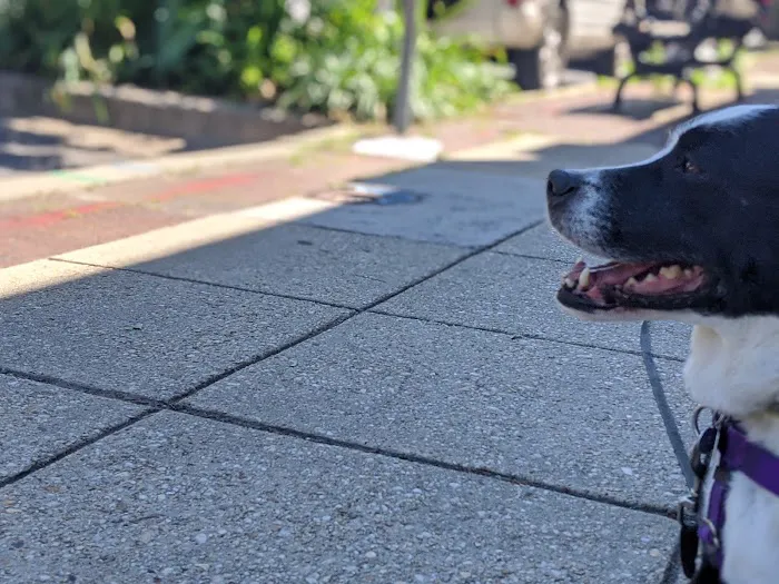 Takoma Park Animal Clinic Primary Care (NON-Emergency) 12