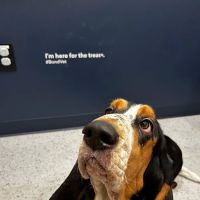 Bond Vet - Logan Circle ico