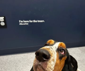 Bond Vet - Logan Circle