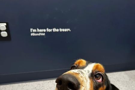 Bond Vet - Logan Circle