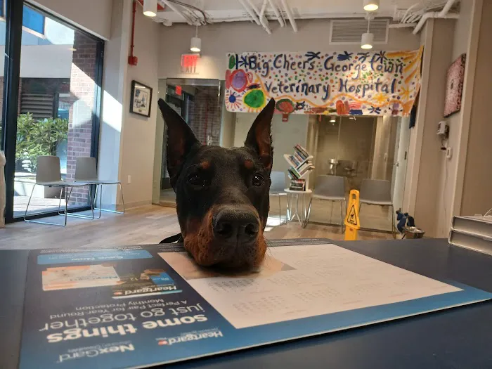 Georgetown Veterinary Hospital 12