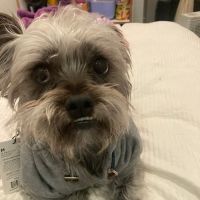 Banfield Pet Hospital ico