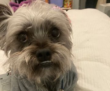 Banfield Pet Hospital