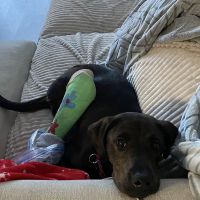 Arlington Animal Hospital ico