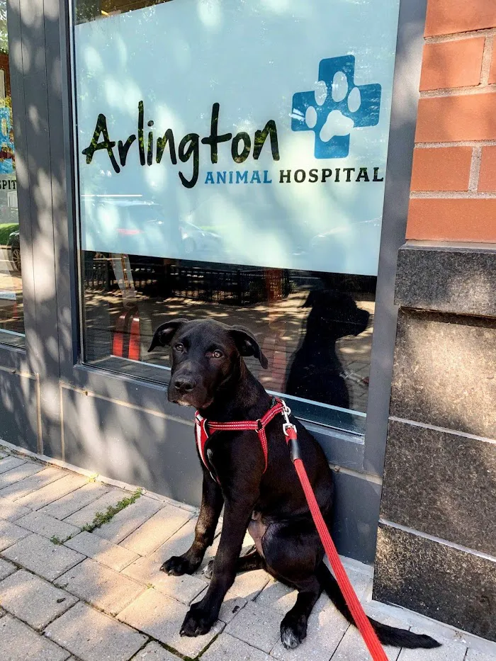 Arlington Animal Hospital 12
