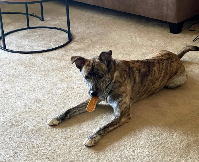 Arlington Animal Hospital 12