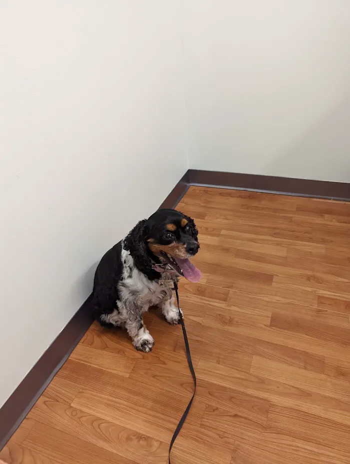 Arlington Animal Hospital 12