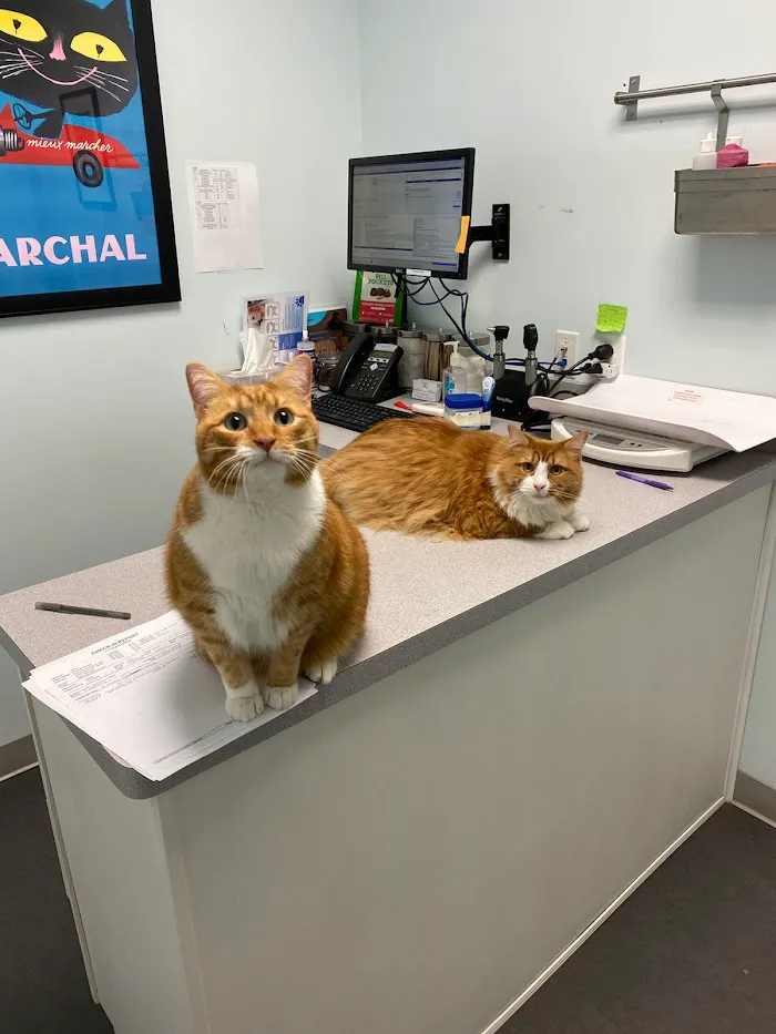 CityPaws Animal Hospital 10