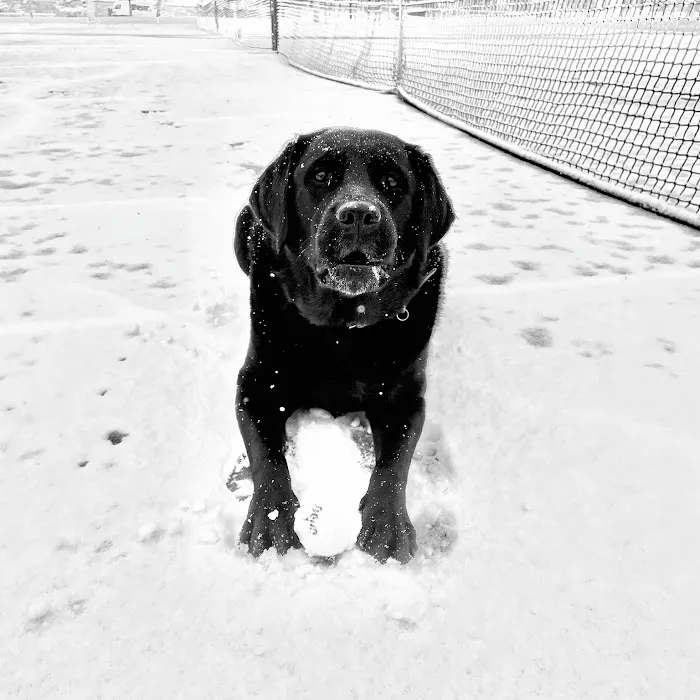 CityPaws Animal Hospital 8