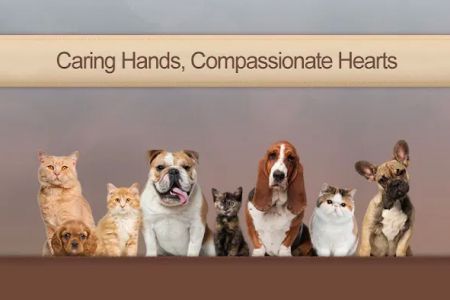 CityPaws Animal Hospital