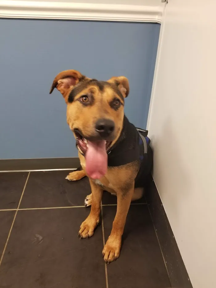 CityPaws Animal Hospital 12