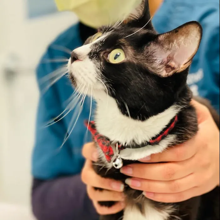CityPaws Animal Hospital 12