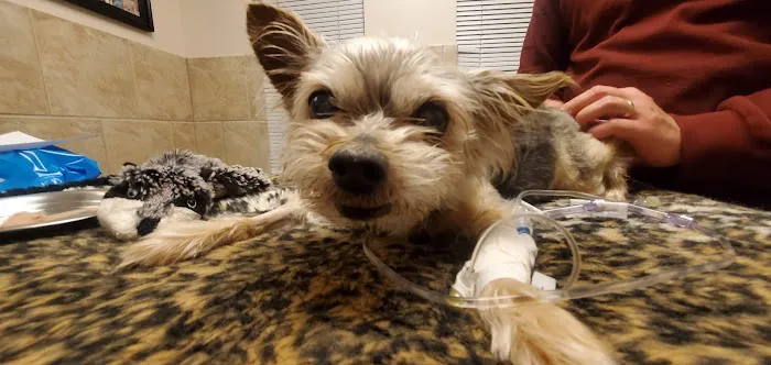 Hope Advanced Veterinary Center 12