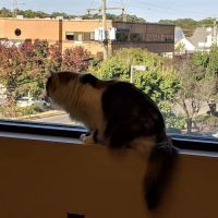 Hope Advanced Veterinary Center ico