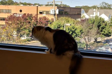Hope Advanced Veterinary Center