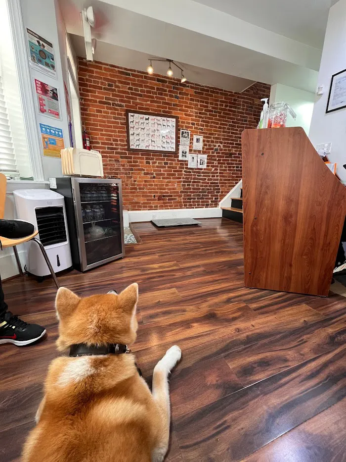 P Street Pet Practice 12