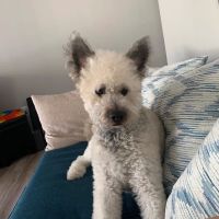 P Street Pet Practice ico
