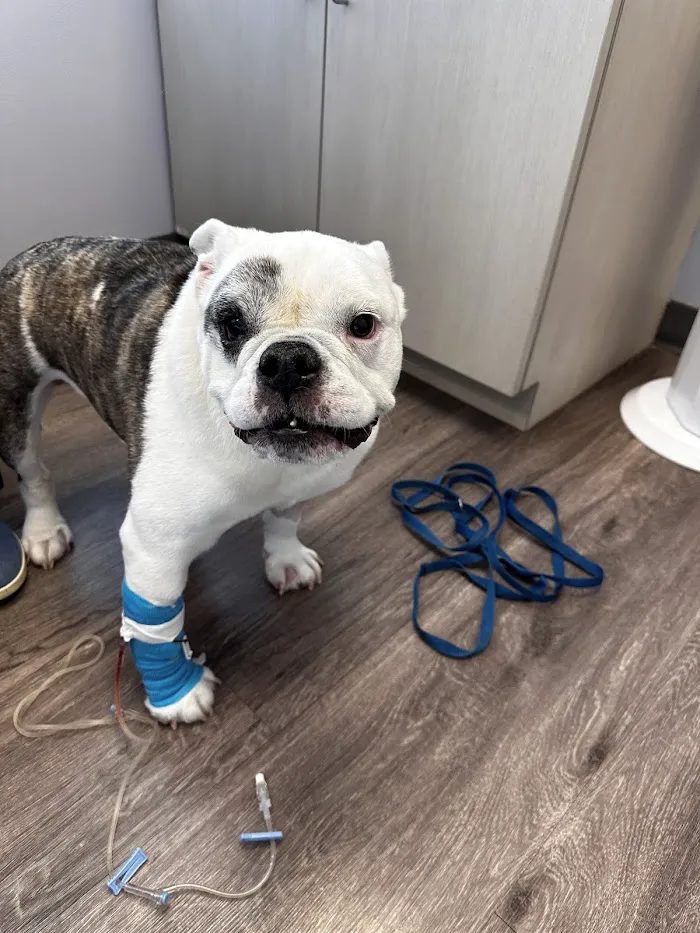Metropolitan Animal Emergency and Specialty Center 12