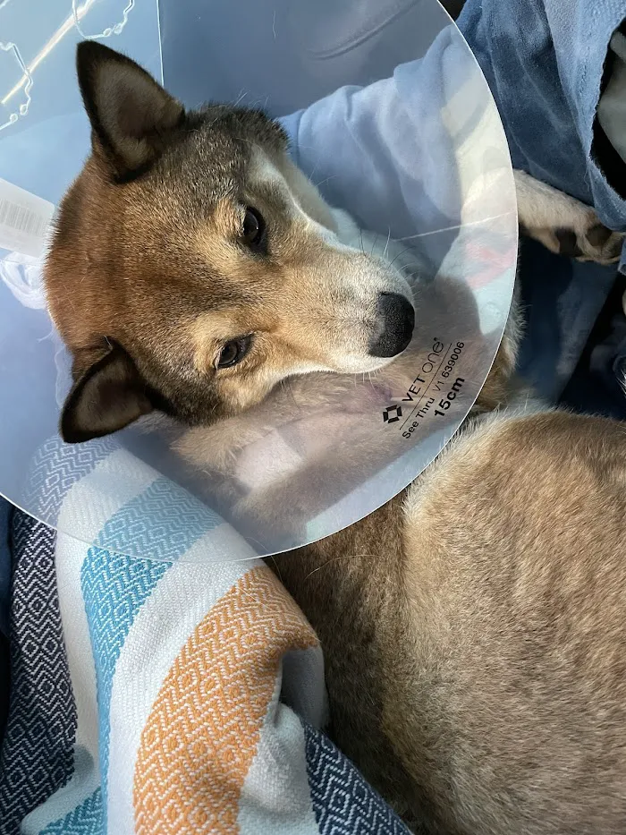Metropolitan Animal Emergency and Specialty Center 12