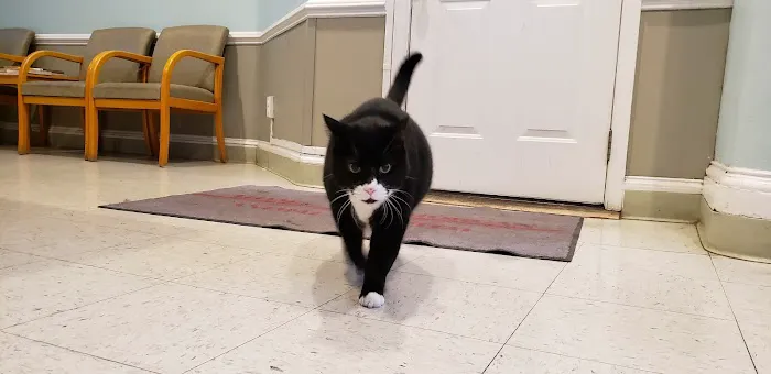 Adams Morgan Animal Hospital 12
